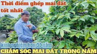 Kinh nghiệm hơn 30 năm trồng mai đất và thời điểm ghép mai đất tốt nhất trong năm ở vườn mai Út Đực