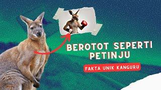 Berotot dan Jago Tinju | Fakta Unik Kanguru