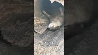 It was a really good nap. #otter #otters #funnyanimals #instagood #wildlifepark #love #zoo