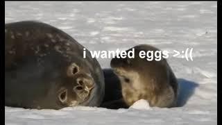 Captioned Seal 2: The Need for Eggs ( reupload )