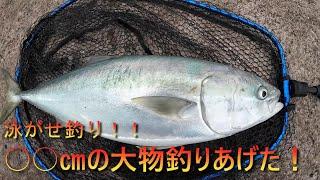 【茨城釣り】アジの泳がせ釣りで大物釣れた！