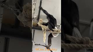 #shorts Bonya the chimp is doing a cool leap