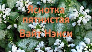 Яснотка пятнистая Вайт Нэнси  обзор: как сажать, саженцы яснотки Вайт Нэнси