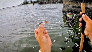 ONCE In A Lifetime Catch - Bridge Jigging w/Shrimp Lure