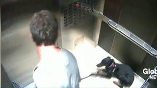 Dog abuse caught on elevator surveillance