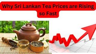 How Sri Lanka Become World best Tea Auction | #agripedia |#tea #ceylontea  #agriculture #auction