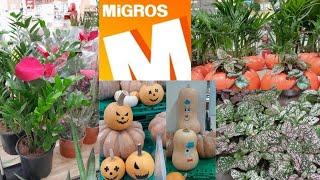 MİGROS MARKETLERE GELEN ÇİÇEK ŞENLİĞİ ŞİRİN KABAKLAR#garden #keşfet #migrosindirimkataloğu #migros