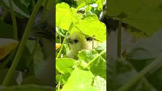 Chicks hiding in the Nasturtiums. #babychicks chickens #fluffychicken #silkies