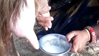 Short video Goat milking| Evening routine vlog| Goat milking by hand| Village life| Milking #shorts