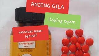 DOPING AYAM PHILIPIN||DOPING CHAMPION@cendrawasichannel6531