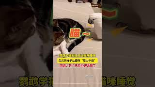 貓：我看你小子欠揍 #貓咪 #鸚鵡 #萌寵