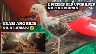 2 WEEKS OLD NA UPGRADED NATIVE CHICKS ANG BIBILIS NILA LUMAKI