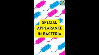 SPECIAL APPEARANCE IN BACTERIA
