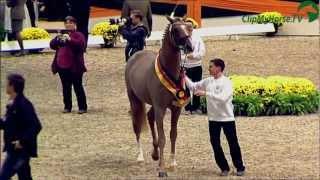 Siegerhengst Donauruf | 50.Trakehner Hengstmarkt | Neumünster | 2012