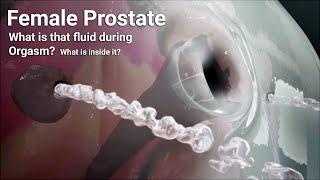 Female Anatomy - what is that fluid during o.r.g.a.s.m? What is inside it?Female prostate