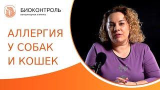  Аллергия у собак и кошек: симптомы, методы диагностики и лечение. Аллергия у собак и кошек. 18+