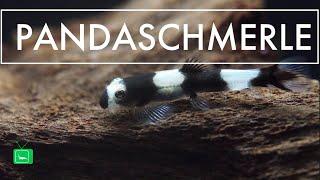 PANDASCHMERLE - Protomyzon pachychilus | Pandabachschmerle | GarnelenTv
