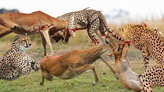 Too Aggressive! Impala Used Sharp Horn Tossing Leopard To The Air To Save Baby | Cheetah vs Impala