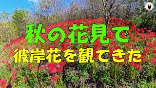 秋の花見で　彼岸花を観てきた