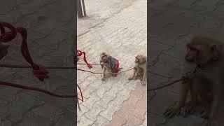 Monkey Rani ka dance @monkeycare  Bandar ka khel