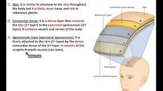 The Scalp (Detailed Anatomy) - Dr. Ahmed Farid