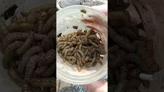 На каких червей ловят маринку в узбекистане как их добывают.