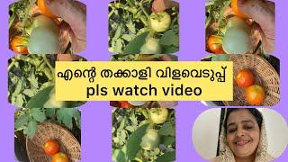 ആരെയും അൽഭുതപ്പെടുത്തും ഈ തക്കാളി വിളവ്#adayvlog#positive-vibe