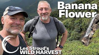 WILD HARVEST | BANANA FLOWER | LES STROUD | PAUL ROGALSKI