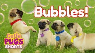 Bubbles🫧 | Cutie Pugs | Animals for Kids