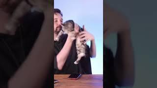 Trying to film with two kittens 