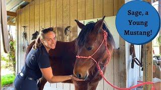 Sage, a Sweet Baby Mustang! Equine Massage Therapist