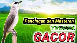 HITUNGAN DETIK... Pancingan dan Masteran trucukan agar bunyi GACOR pagi siang malam