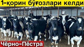 Бунақаси жуда кам! Бўғоз Чёрно-Пёстралар Россиядан келди.