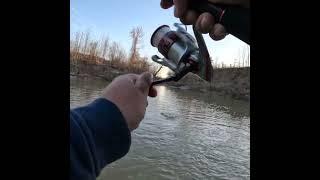 New Year... BIG Creek Bass! #shortvideo #creekfishing #bassfishing #winter