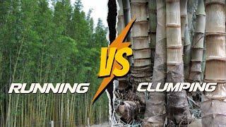 Is It Invasive or Not?  Running vs. Clumping Bamboo