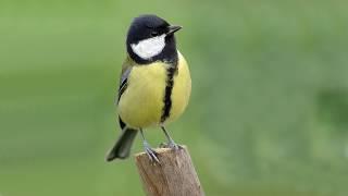 Голоса птиц Как поёт Синица большая Parus major