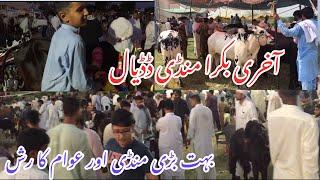 Bakra Mandi Dadyal Latest Update 2023 || Dadyal Azad Kashmir ||@Haseeb Raja Official