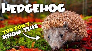 Facts of Hedgehog | Hedgehogs as Pets | Funny | Pet | Cute Animals