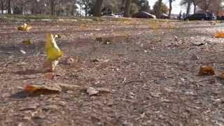 Leaves Blowing In The Wind