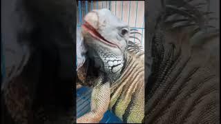 Iguana makan lahap