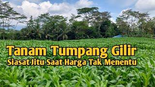 Tanam Tumpang Gilir Solusi Cerdas Untuk Petani