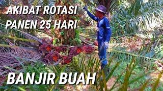 ini akibat rotasi panen 25 hari banjir buah tiada obatnya panen sawit disini