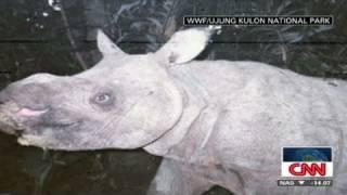 CNN: Indonesia's endangered Javan Rhino caught on camera