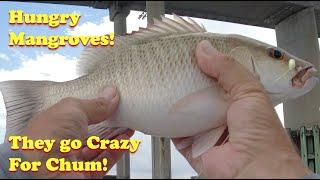 How to Chum Up Hungry Mangrove Snappers in Tampa Bay, Florida.