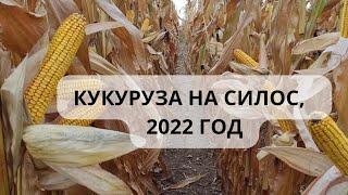  Особенности возделывания кукурузы на силос в Ф-ле "Порозово" СПК имени Деньщикова