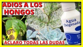 ELIMINA TODOS LOS HONGOS DE LAS PLANTAS con AGUA OXIGENADA parte2 FUNGICIDA CASERO | Gio de la Rosa