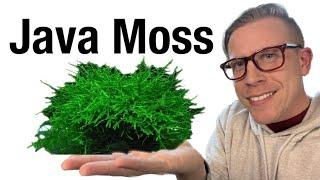 Java Moss Plant Care - Need to Know