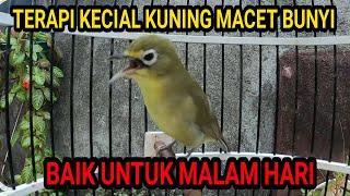 Terapi Kecial Kuning Macet Bunyi Malam Hari @plecilombokgacor  Pleci Lombok Gacor