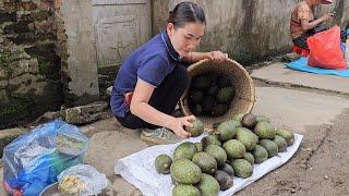 Harvest Soursop Goes to the market sell - pig grazing - Nguyễn Thị Diễm