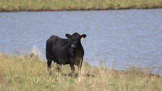 Cattle health via genetics